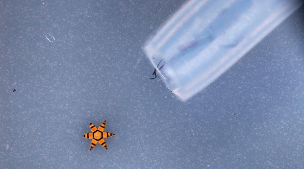 A "mu-gripper" next to a catheter